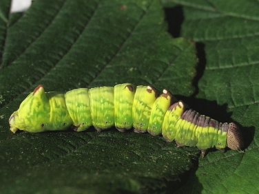 2000 Iron Prominent (Notodonta dromedarius) - larva