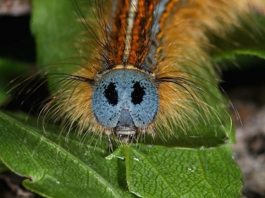1634 The Lackey (Malacosoma neustria) head of caterpillar