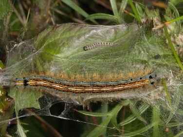 1634 Lackey caterpillar in web spun by Orchard Ermine larvae Yponomeuta padella