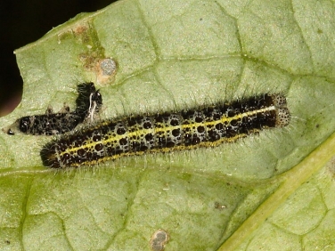 1549 Large White Butterfly (Pieris brassicae) caterpillar