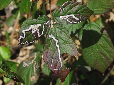 Leaf miner