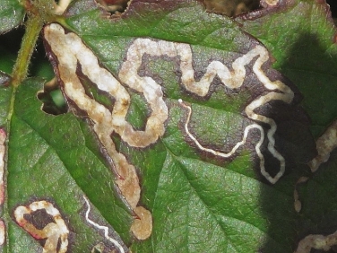 Leaf miner