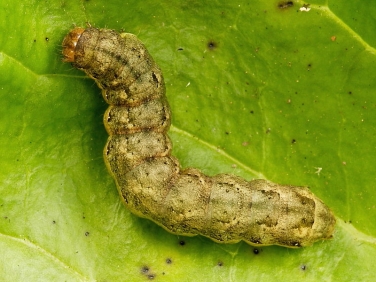 2154 Cabbage Moth (Mamestra brassicae) fully grown light brown/green form of caterpillar