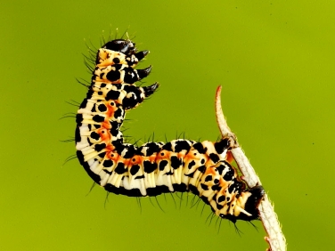 1884 The Magpie moth caterpillar (Abraxas grossulariata)