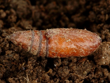 Moth pupa