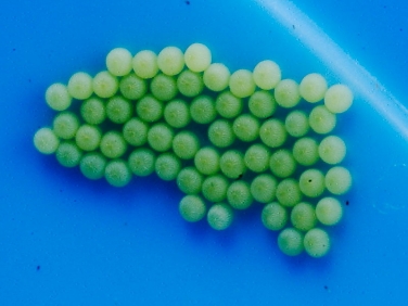 2154 Cabbage Moth (Mamestra brassicae) newly laid eggs