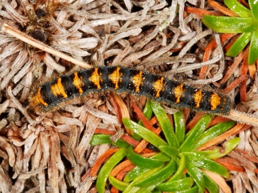 1637 Oak Eggar (Lasiocampa quercus) - 2nd instar caterpillar