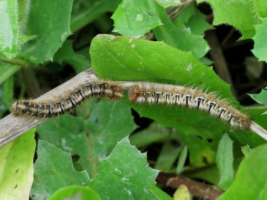 1637 Oak Eggar (Lasiocampa quercus) over wintered third instar caterpillars basking head to head in sunshine