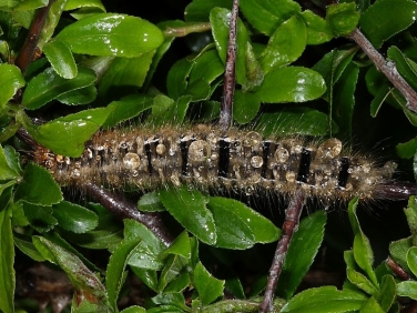 1637 Oak Eggar (Lasiocampa quercus) - caterpillar