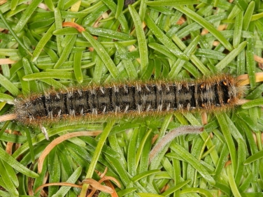 1637 Oak Eggar (Lasiocampa quercus) - late instar caterpillar