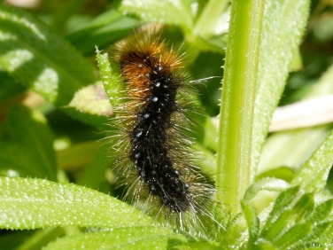 2057 Garden Tiger (Arctia caja) over wintered caterpillar feeding on Bedstraw