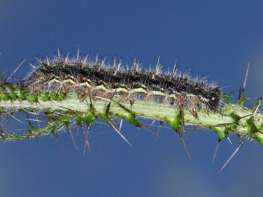 Painted Lady (Vanessa cardui) - larva