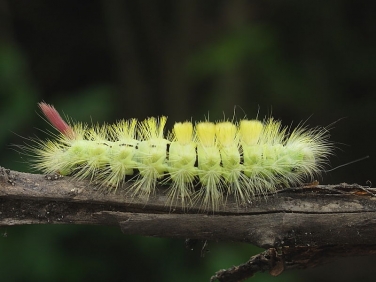 2028 Pale Tussock (Calliteara pudibunda) - larva
