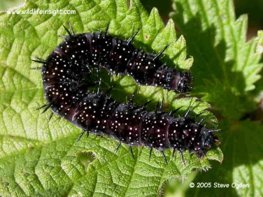 Peacock Butterfly caterpillar 42 mm (Inachis io) © 2005 Steve Ogden