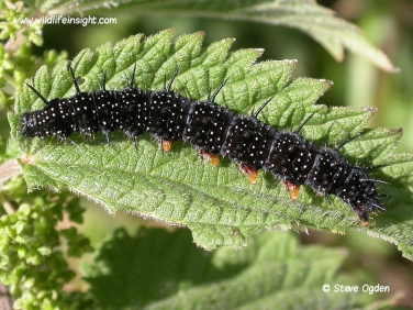 Peacock Butterfly caterpillar 42 mm (Inachis io) © 2005 Steve Ogden