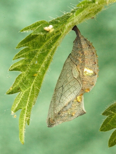 Red Admiral (Vanessa atalanta) butterfly chrysalis