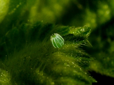 Red Admiral (Vanessa atalanta) butterfly egg laid on nettle