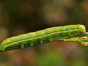 2241 Red Sword-grass (Xylena vetusta) caterpillar recorded in Arne RSPB reserve by H.Sly