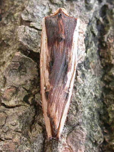 2241 Red Sword-grass (Xylena vetusta)