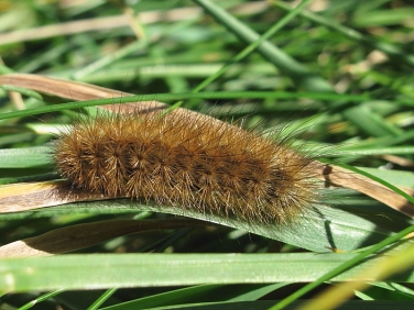 2064 Ruby Tiger (Phragmatobia fuliginosa) - caterpillar