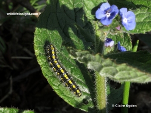 Scarlet Tiger Moth caterpillar  (Callimorpha dominula) on green alkanet