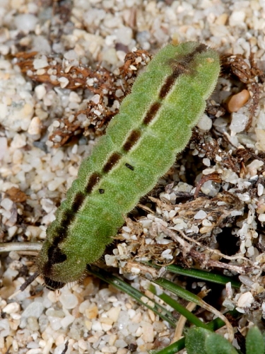 Silver-studded Blue (Plebejus argus) - caterpillar (green form)