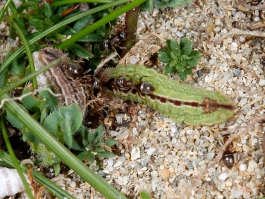 Silver-studded Blue (Plebejus argus) - larva (brown and green forms)
