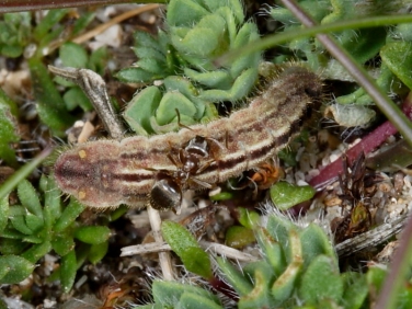 Silver-studded Blue (Plebejus argus) - caterpillar (brown form)