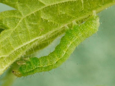 2441 Siver Y ( Autographa gamma) final instar caterpillar on nettle