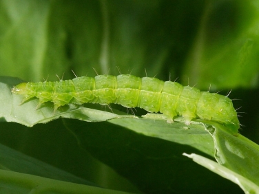 2441 Siver Y ( Autographa gamma) final instar caterpillar