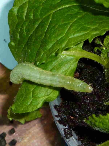 2433 Slender Burnished Brass ( Thysanoplusi orichalcea) caterpillar reared on mint