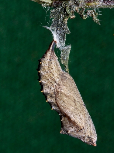1593 Small Tortoiseshell (Aglais urticae) - chrysalis