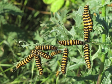 2069 The Cinnabar (Tyria jacobaeae) - larva