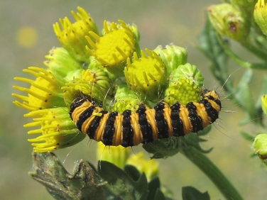 2069 The Cinnabar (Tyria jacobaeae) - caterpillar