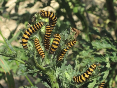 2069 The Cinnabar (Tyria jacobaeae) - larvae