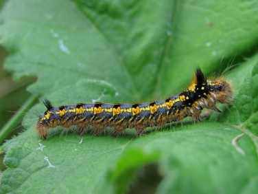 1640 Prehibernating  Drinker Moth caterpillar (Euthrix potatoria)