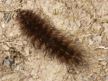 2060 White Ermine caterpillar (Spilosoma lubricipeda)