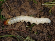 0014 Ghost Moth (Hepialus humuli) - larva