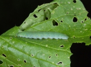 1550 Small White (Pieris rapae) - larva