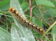 1637 Oak Eggar (Lasiocampa quercus) - 30mm caterpillar