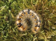 1637 Oak Eggar (Lasiocampa quercus) - 30mm larva