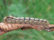 1637 Oak Eggar (Lasiocampa quercus) - caterpillar