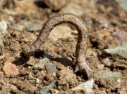 1689 Mullein Wave (Scopula marginepunctata) larva