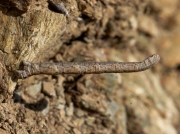 1689 Mullein Wave (Scopula marginepunctata) larva