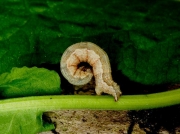 1742 Yellow Shell (Camptogramma bilineata) - larva