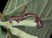 1947 The Engrailed (Ectropis bistortata) - larva