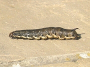 1972 Convolvulus Hawk-moth (Agrius convolvuli) - caterpillar searching for somewhere to pupate
