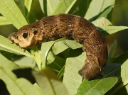 1991 Elephant Hawk-moth (Deilephila elpenor) - brown form of caterpillar
