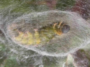 2026 The Vapourer (Orgyia antiqua) - pupating