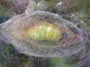 2026 The Vapourer (Orgyia antiqua) - pupa